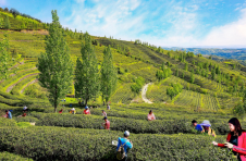湖北郧西：茶产业带动2.2万人致富