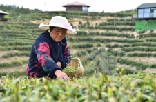湖北保康：茶旅融合奏响富民曲