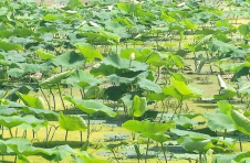湖北宜城魏岗村：300亩水泡荒地现“荷塘月色”