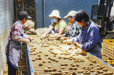 湖北鹤峰唐家铺村：产业帮扶，“含金量”十足