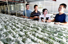 湖北南漳：桑蚕养殖 强村富民