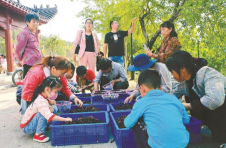 湖北英山：“破茧重生”，桑蚕产业做大谋强