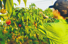 湖北孝感孝南区：杨店蜜桃又俏了