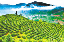 武当山茶“化茧成蝶”——湖北十堰茶产业转型观察