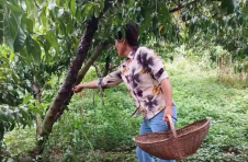 湖北枣阳：“桃花泪”变成“金琥珀”