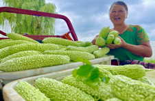 湖北襄州：蔬菜大棚“种”出村民好生活