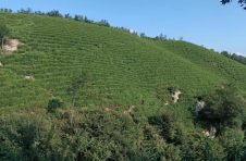 湖北广水塘畈村：高山种出“致富茶”