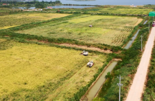 “禾下乘凉”不是梦 4000亩“巨型稻”在湖北嘉鱼试种成功