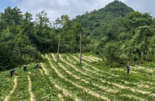 湖北鹤峰：高山萝卜喜丰收 蔬菜种植有“甜头”