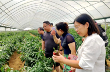 湖北宜都：“辣”出产业路 “椒”出致富花