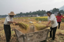 湖北鹤峰：葛稻共生水田，让当地村民捧起了“金饭碗”