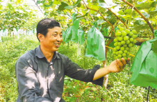 湖北鄂州东沟镇：“小美”果业 “大美”品质
