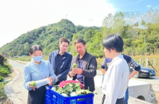 湖北十堰茅箭区浪溪村：“瓜”产业助力群众增收