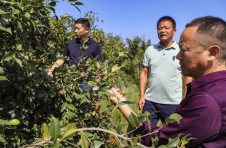 湖北枣阳：让油茶果成为“致富果”