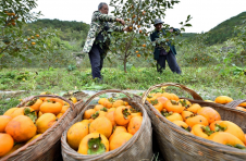 湖北保康：苹果柿喜获丰收