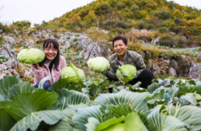 湖北郧西：坎子山村，高山蔬菜成“绿色银行”