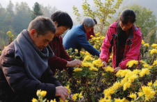 湖北茅箭小川村：金丝皇菊铺就致富路