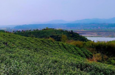 湖北谷城岛岩沟村：一片小叶子 拉动大产业