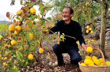 湖北郧阳：石头山种出“金疙瘩”
