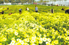 湖北老河口油房湾村：产业园年产值过亿