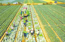 湖北：拎稳“菜篮子” 建优产业链