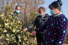 湖北钟祥：寒花怒放油茶香 竹林岗村生产忙
