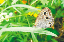长江新螺段白鱀豚国家级自然保护区发现密纹矍眼蝶