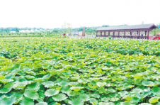 湖北麻城：大庙岗村兴起五大产业