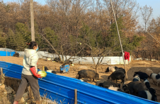 湖北宜城：深山养殖藏香猪 走出特色致富路